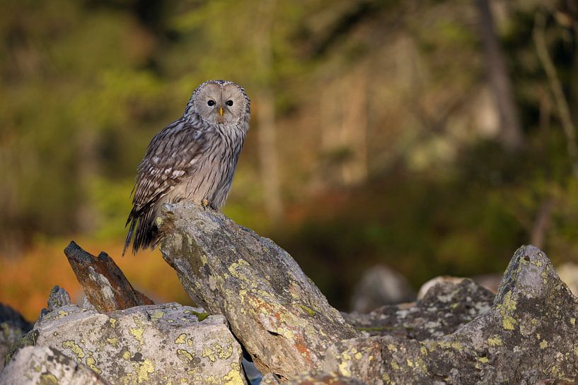 Habichtskauz ( Strix uralensis ) sitzt früh am Morgen in offener Landschaft auf einem exponierten St von wunderbare Erde