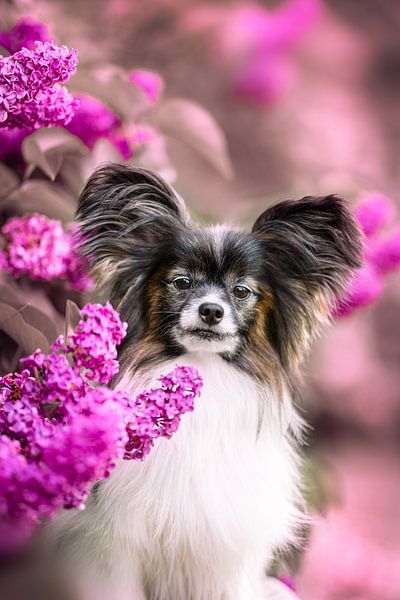 Lilac Papillon by Sabine Böke-Bergau