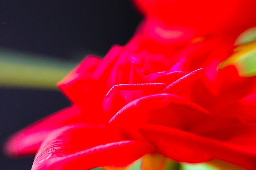 Rote Blüte im Lichttanz – sinnliche Abstraktion in Makro von Fototante