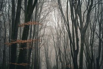 Trees in the mist