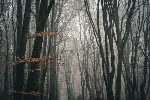 Trees in the mist