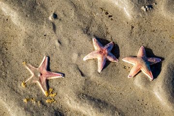 Zeesterren op het strand van Ameland van Evert Jan Luchies