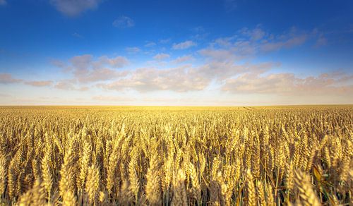 Wheatfield en été