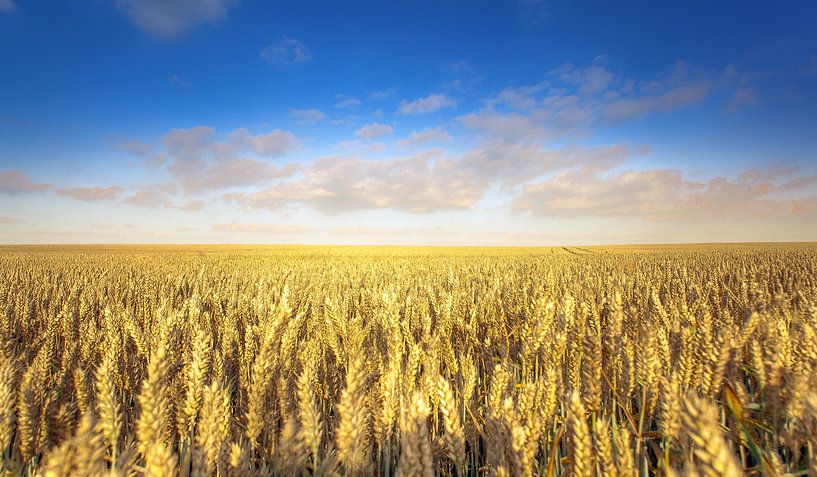Weizenfeld im Sommer von Olivier Photography