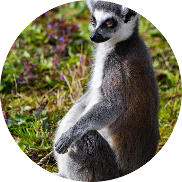 Ringstaartmaki ( Ring-tailed lemur ) van Chihong