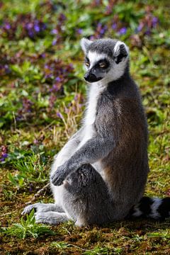 Ringstaartmaki ( Ring-tailed lemur ) van Chihong
