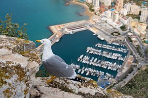 Seemöwe blickt auf den Hafen von Calpe