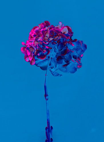 Hortensie