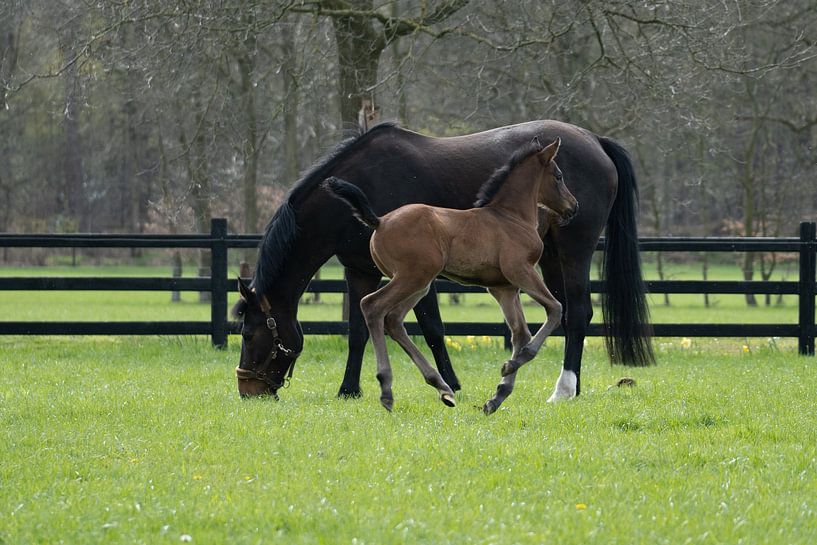 many by Maaike Krimpenfort