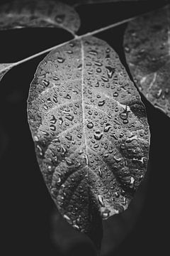 Feuille. Les gouttes de pluie. Photographie d'art. Noir et blanc sur Quinten van Ooijen