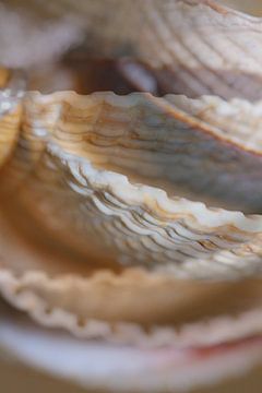 Muscheln die modernen Linien aus dem Meer von Art by Janine