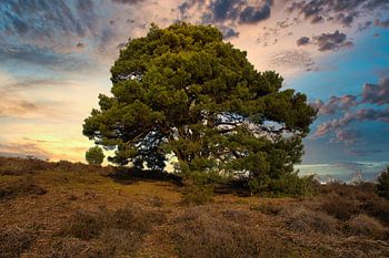 Posbank Veluwezoom met een kleurenpalet