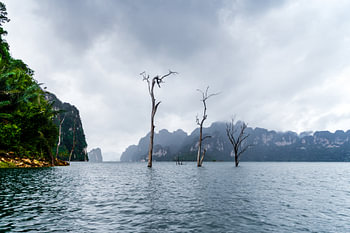 Drie dode bomen, Khao Sok