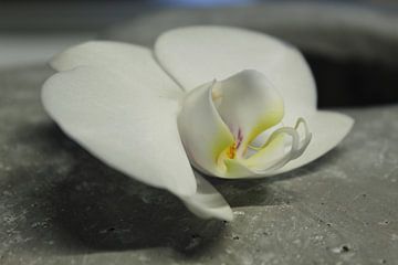 orchid on stone by Laurence Van Hoeck
