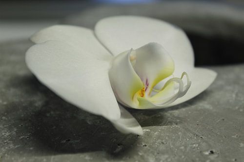 orchidee op steen