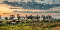 Cows and calves