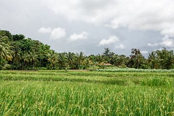 Rice fields between the clouds. by Mickéle Godderis