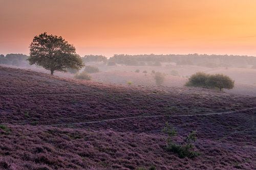zonsopkomst op de Posbank Veluwe van Midi010 Fotografie
