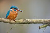 Eisvogel von Eisvogel.land - Corné van Oosterhout Miniaturansicht