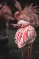 Bei Flamingo's ist immer viel los, aber sie sind so atemberaubend schön!