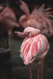 Flamingo's are always busy but so stunningly beautiful! by Jolien Berntsen