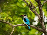 WOODLAND KINGFISHER