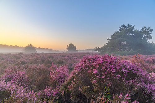 Sunrise over a heathland landscape during a beautiful summer mor