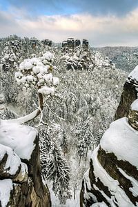 Bastei pine tree in Saxon Switzerland in winter #2 sur Michael Valjak