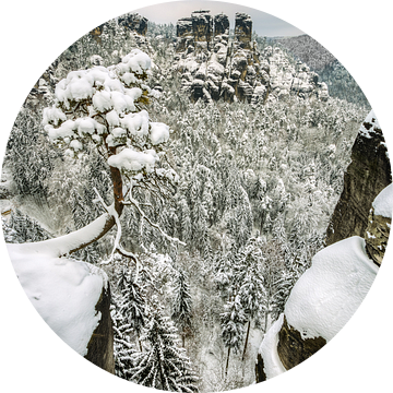 Bastei pine tree in Saxon Switzerland in winter #2 van Michael Valjak
