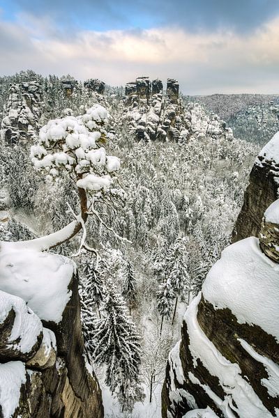 Bastei pine tree in Saxon Switzerland in winter #2 by Michael Valjak
