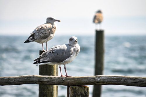 Zeemeeuwen aan de steiger in Vitt
