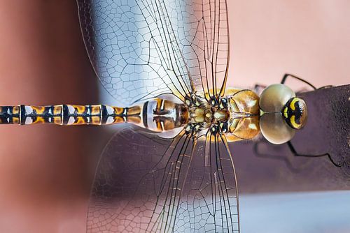 Libelle