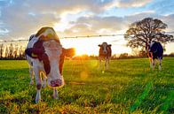 Koeien bij zonsondergang van Jaimy Buunk thumbnail
