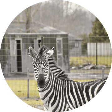 Hallo Zebra met je mooie zwart en witte strepen van Jolanda de Jong-Jansen