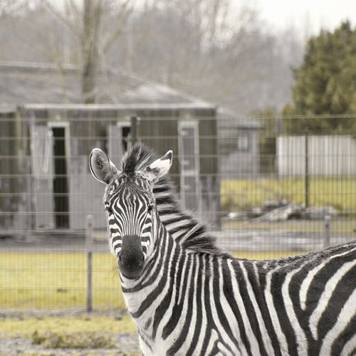 Hello Zebra avec tes belles rayures noires et blanches