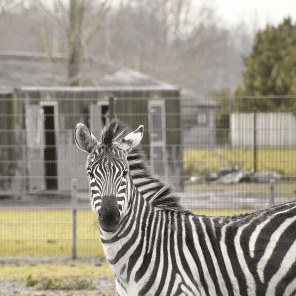 Hallo Zebra met je mooie zwart en witte strepen van Jolanda de Jong-Jansen