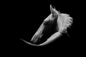 Paard Contouren van Kalmte in Zwart-Wit