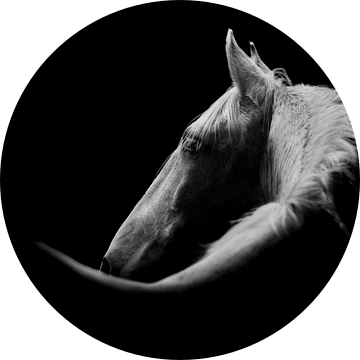 Paard Contouren van Kalmte in Zwart-Wit