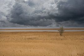 Tree in the reeds on the Darss. Dramatic sky over the sea. Landscape at the Baltic Sea. by Martin Köbsch