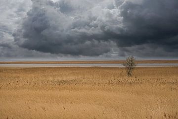 Baum im Schilf am Darss. Dramatischer Himmel über dem Meer. Landschaft an der Ostsee. von Martin Köbsch