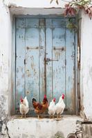 Four Chickens at Blue Doors. A Love Story in Greece