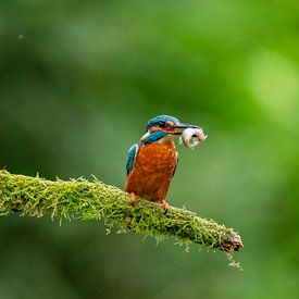 Ijsvogel met prooi van Björn van den Berg