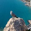 Le goéland marin et la Méditerranée bleue sur Adriana Mueller