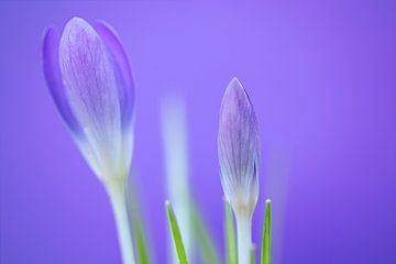 Le crocus sur Jorrick Mulder