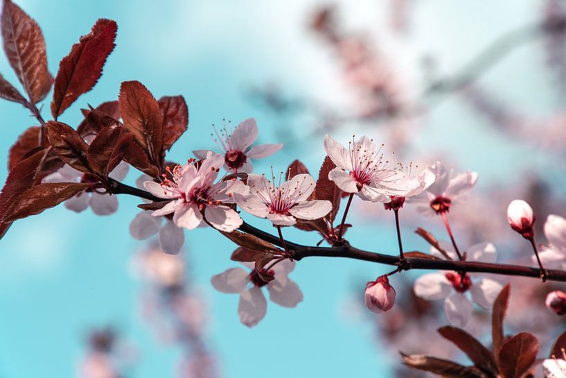 Plum Blossom by Steffen Gierok
