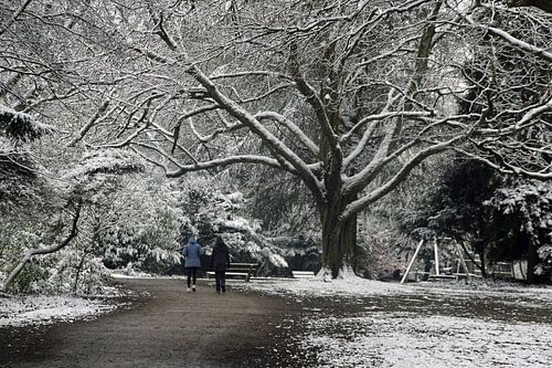 Witte bomenpracht in het Boetzelaerpark de Bilt