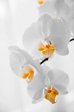 yellow orchid by Mariska Hofman