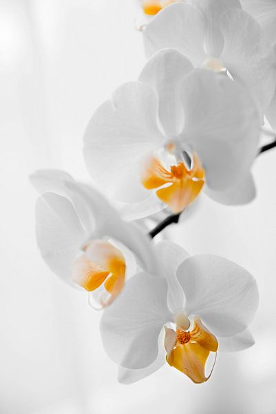 gele orchidee van Mariska Hofman
