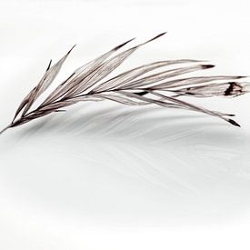 Grass plume by Diane Cruysberghs