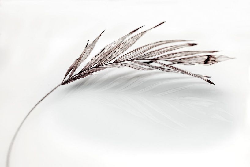 Panache d'herbe par Diane Cruysberghs